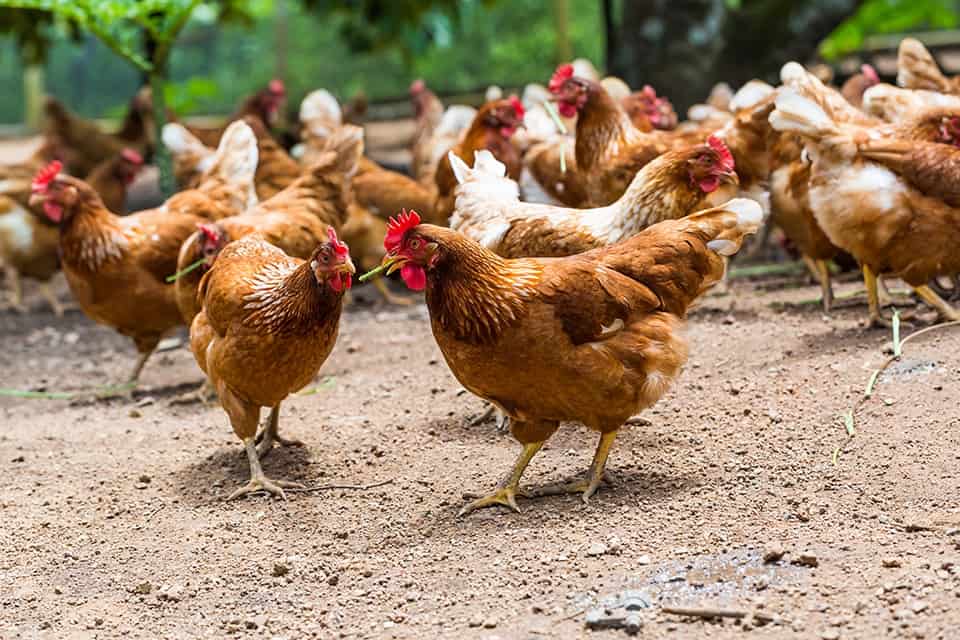 A group of chickens walking in a dirt field.