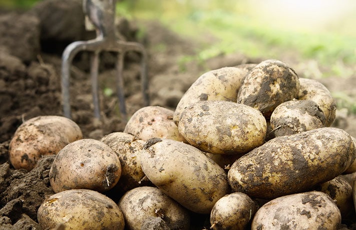 Potato Farm Loans
