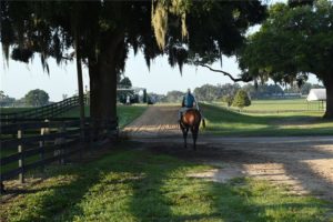 Courtesy of Ocala Stud