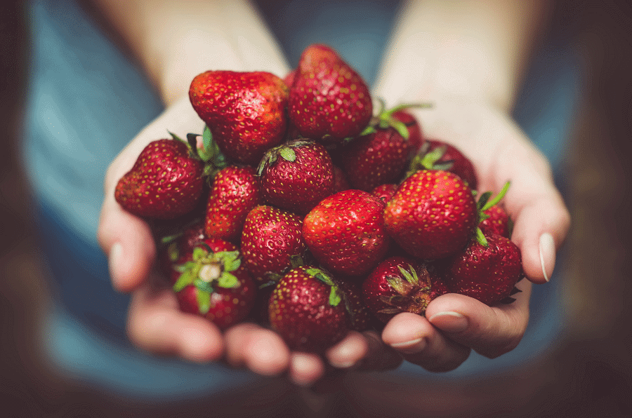 florida strawberry production