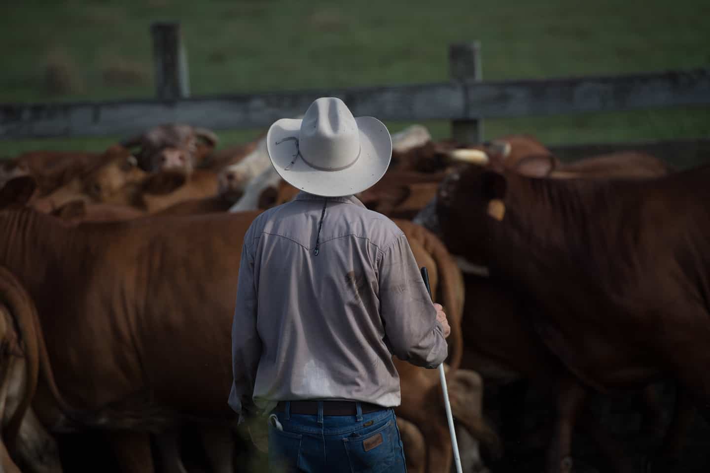 Cattle Rancher Surveying Herd