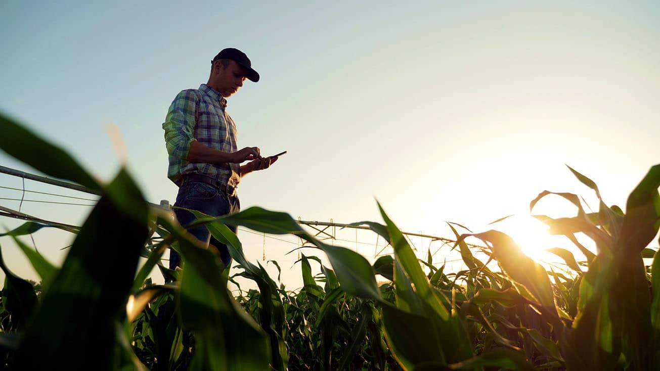 A farmer in a corn field utilizing ag tech while checking his phone.