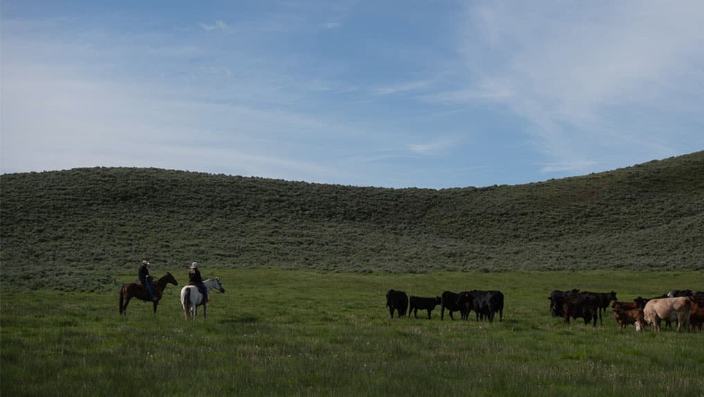 Farmers in a pasture with cattle. In celebration of National Ag Week, explore challenges farmers are facing.