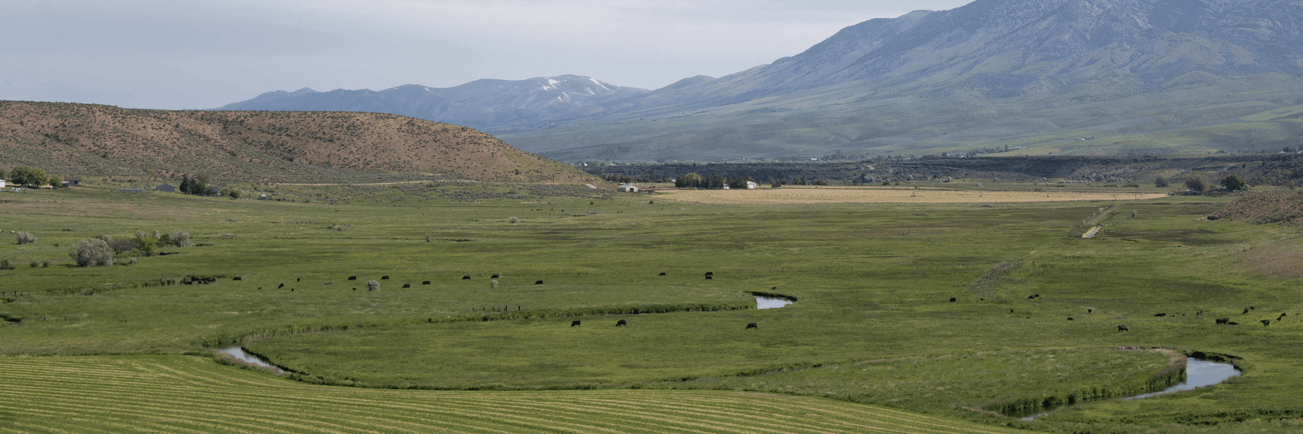 Green mountainous landscape with a winding stream and cattle roaming