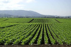 North Carolina Tobacco Farm Page Header