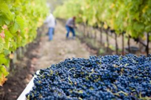Washington grape vineyard
