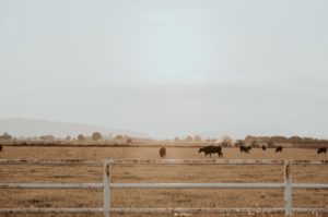 Texas Cattle Ranch