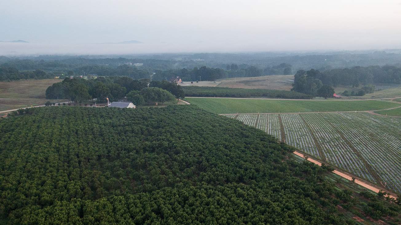 green field with trees