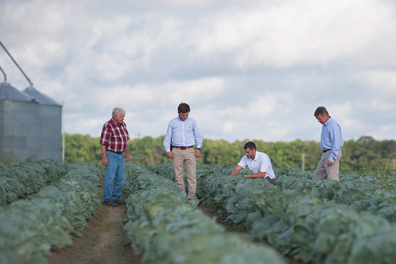 Three men standing in a field of cabbage during an AgAmerica project.