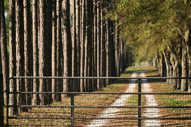 A dirt road lined with pine trees leading to UGA's pecan acreage.