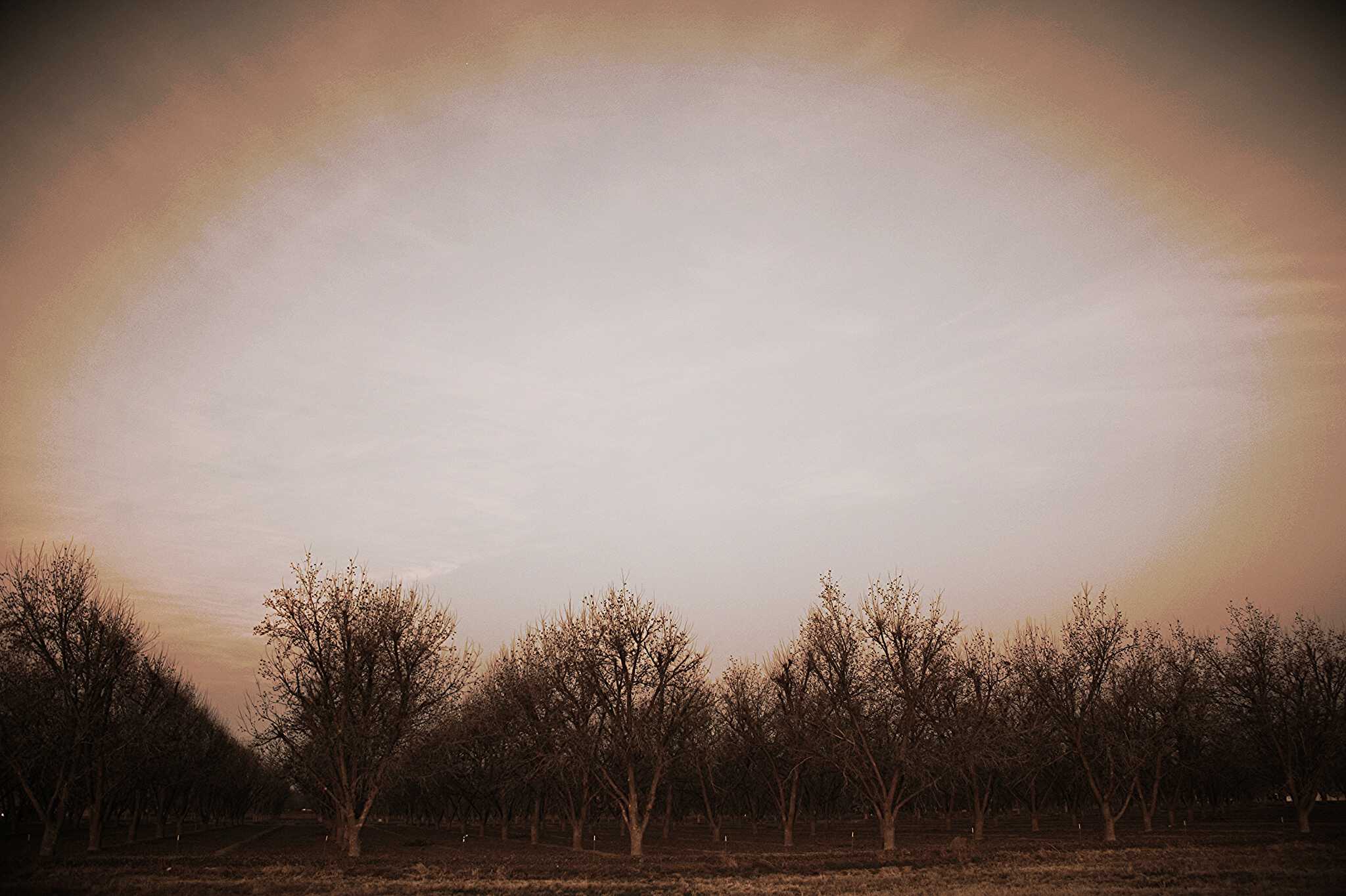 A picturesque grove of trees in a spacious field.