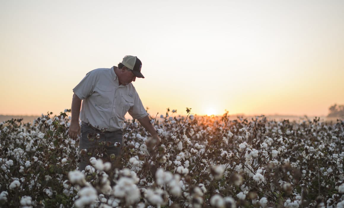 A man in a cotton field at sunset, working with the top U.S. agricultural commodity.