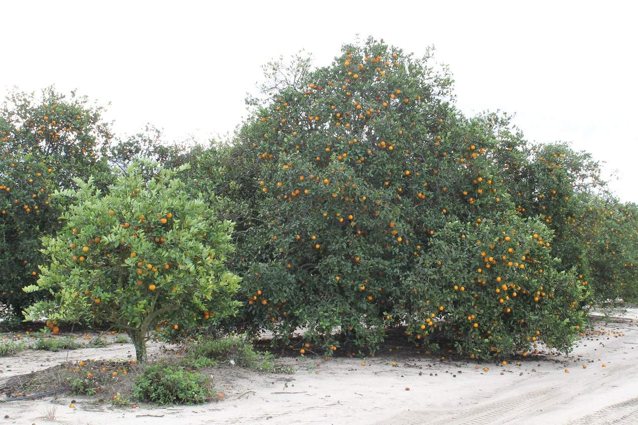 Florida Citrus Groves with yield variability due to soil quality.
