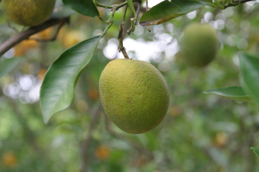 A yellow citrus fruit is hanging on a tree in a citrus grove.