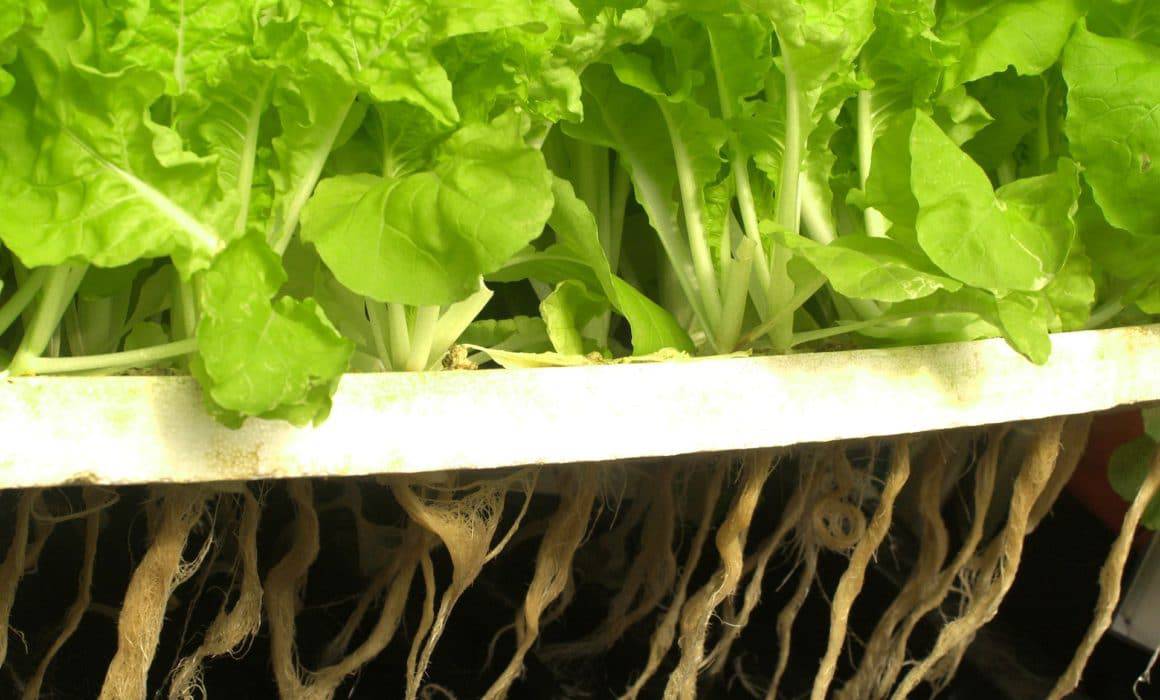 Indoor lettuce growing in a hydroponic system.