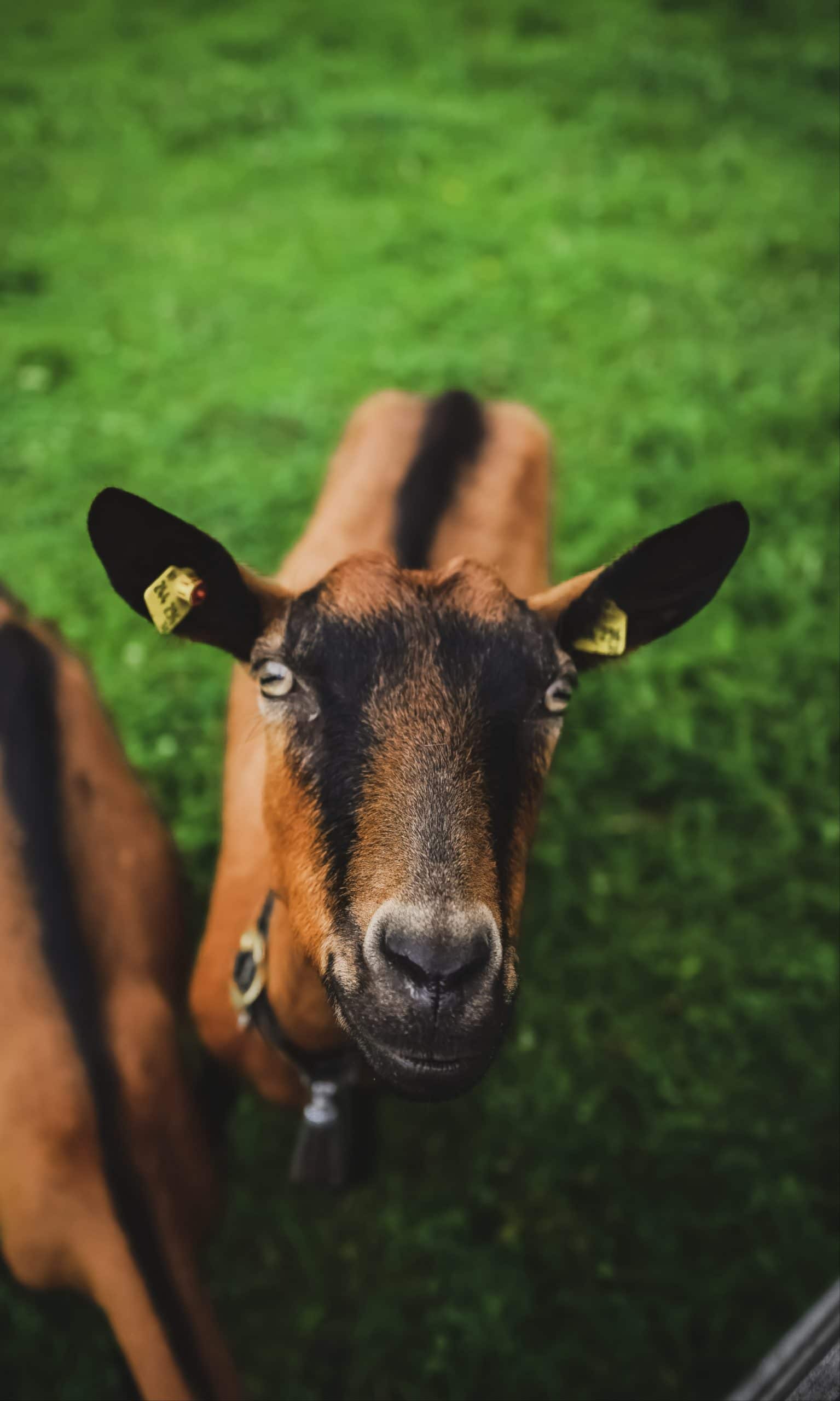 Two livestock standing in a grassy field.