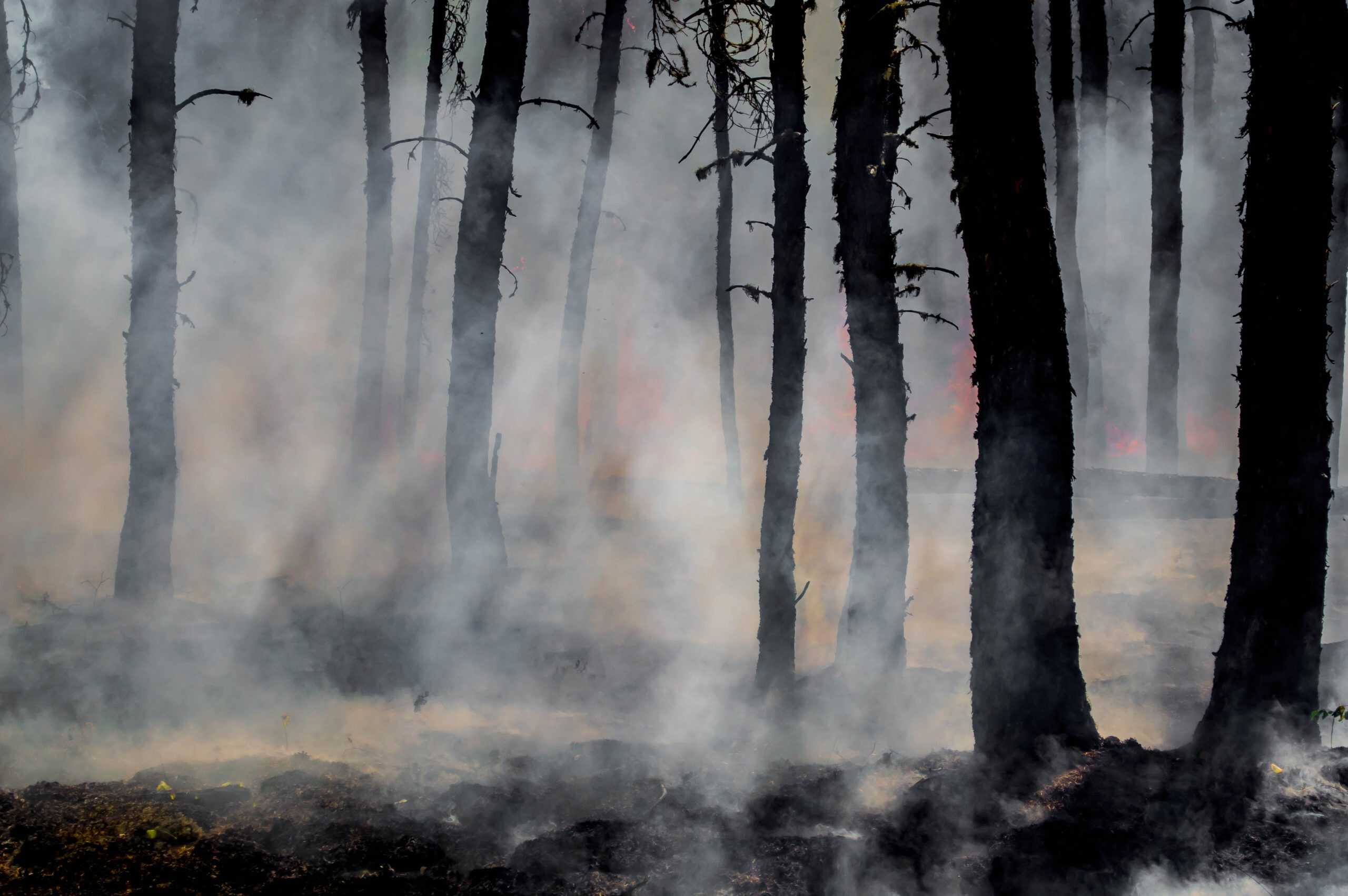 A group of trees in a forest with smoke coming out of them, requiring urgent action to address the emergency situation.