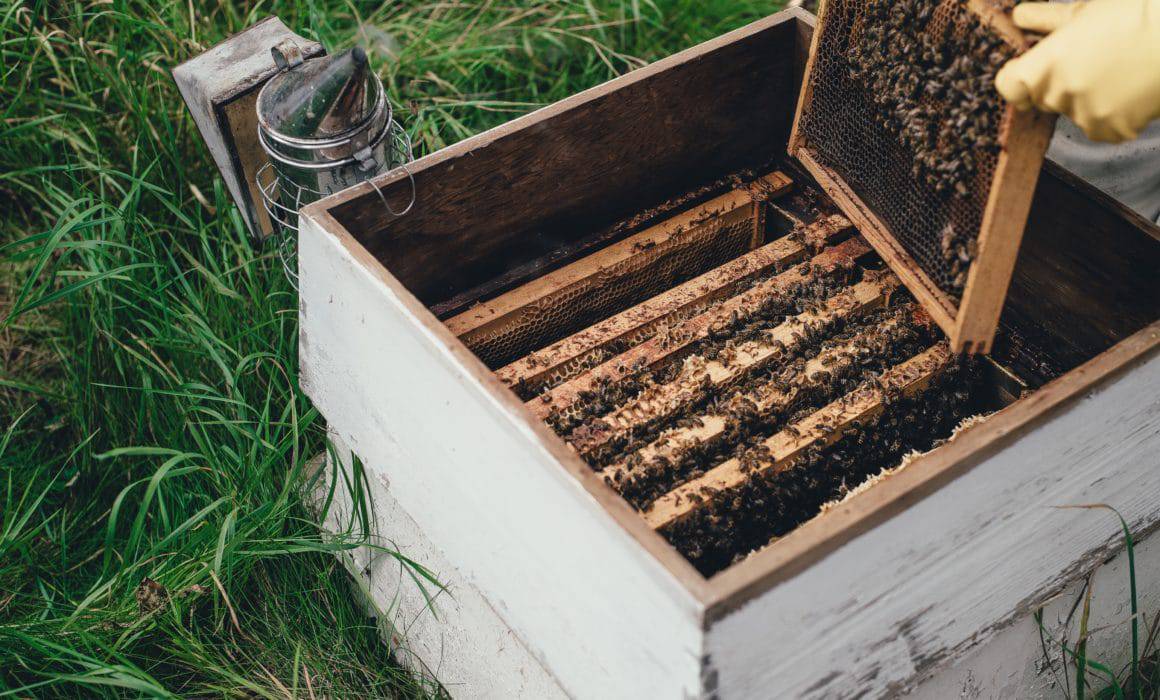 In celebration of National Honey Month, a beekeeper is carefully transferring honey into a hive box at one of the thriving honey farms.