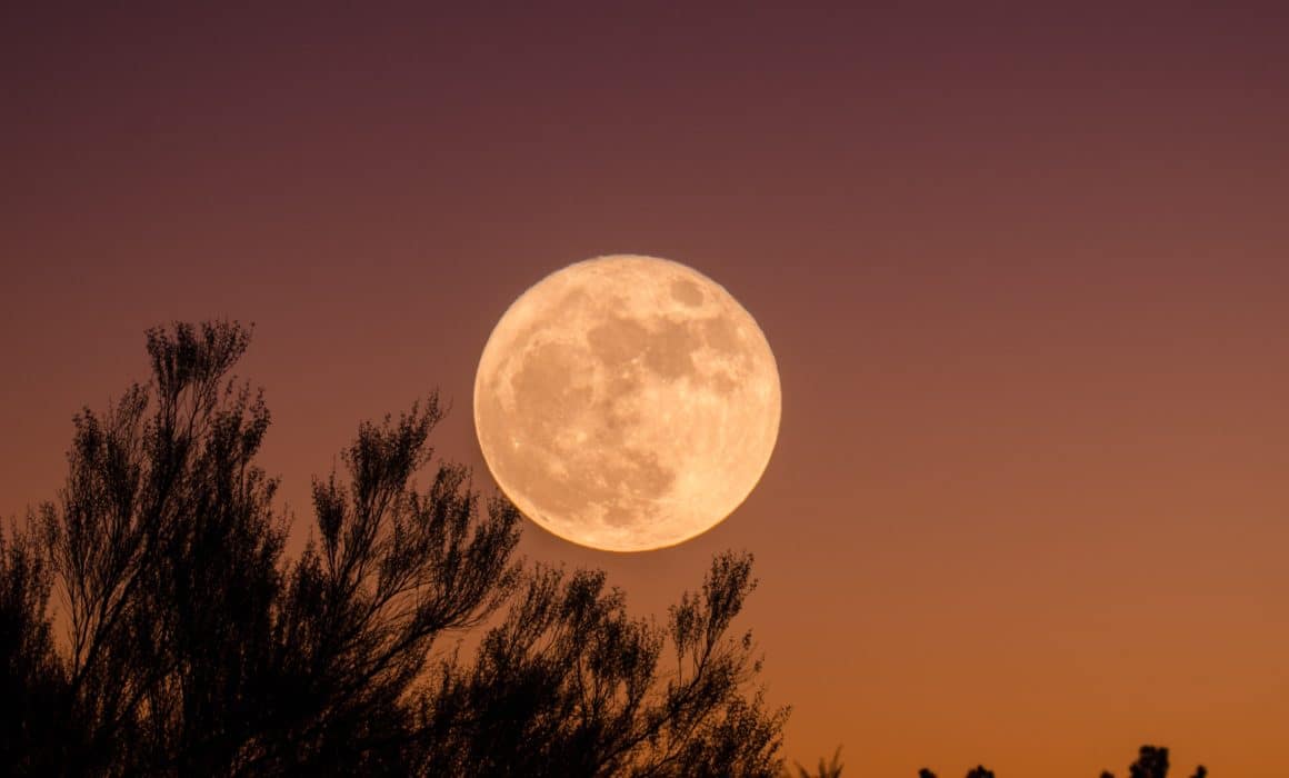A majestic full moon rises over a tree in the desert, painting a mesmerizing AgAmerica Lending.