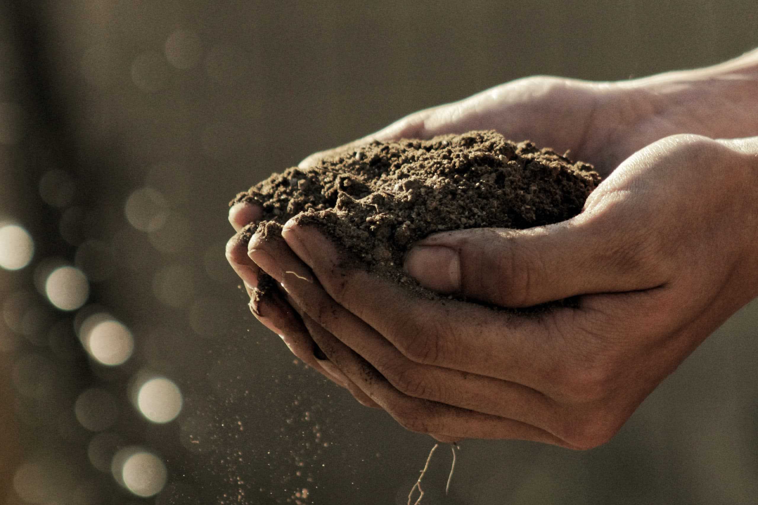 A person's hands protecting a pile of dirt.
