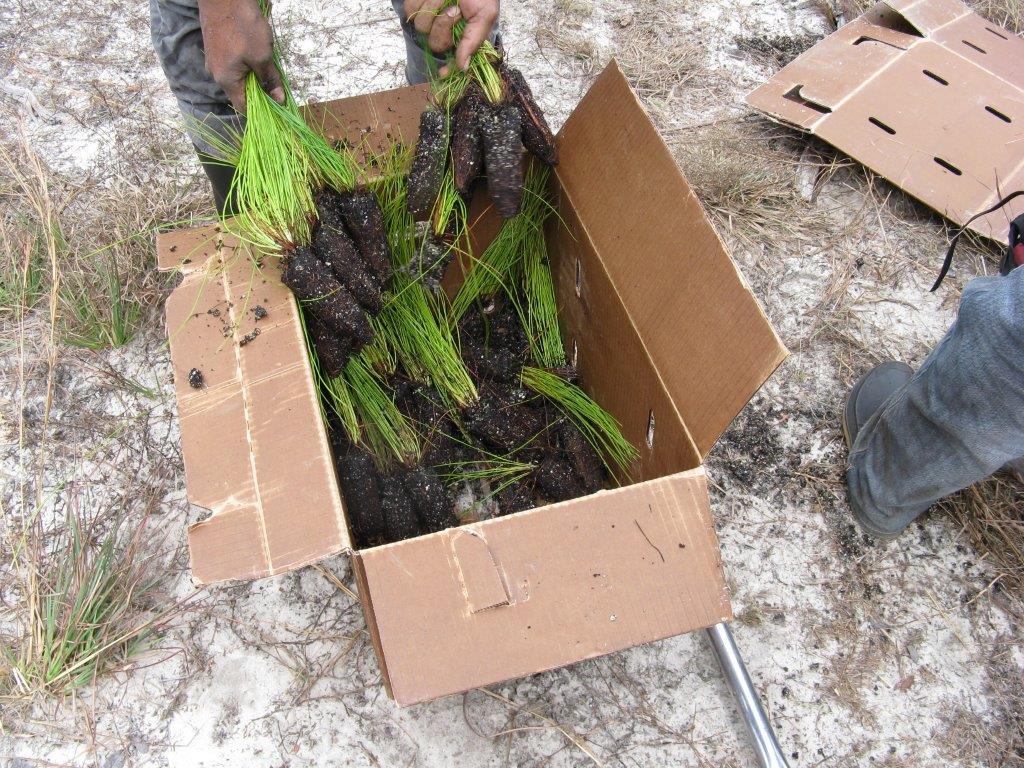 box of trees in preparation for planting
