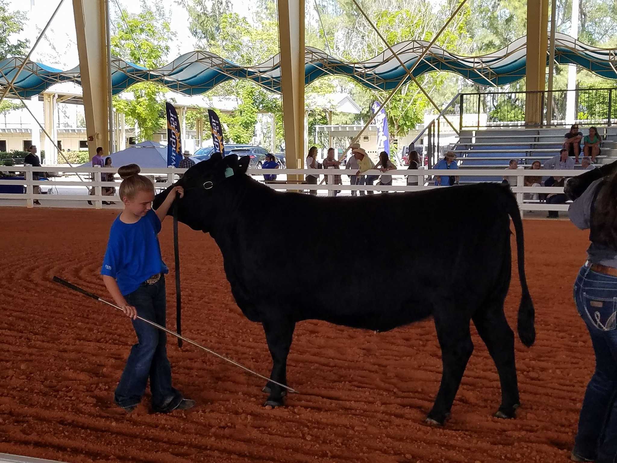 A youth is standing next to a black cow in a show ring, showcasing their involvement in agriculture.