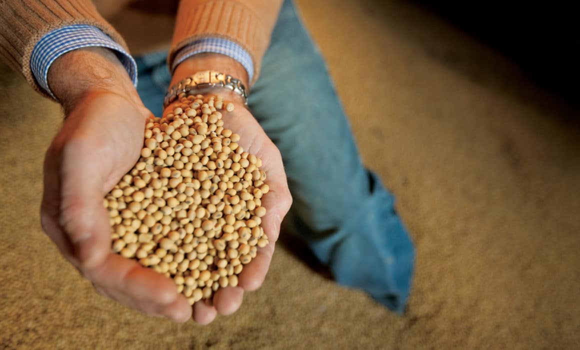 hands holding yellow grain