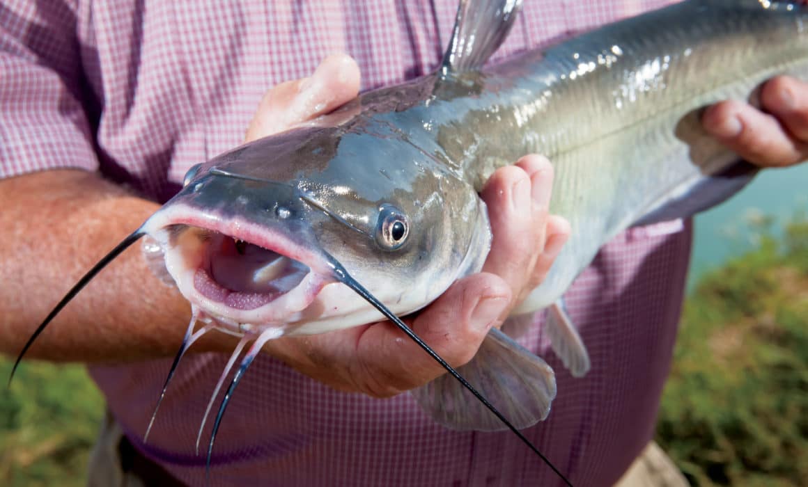 individual holding large fish