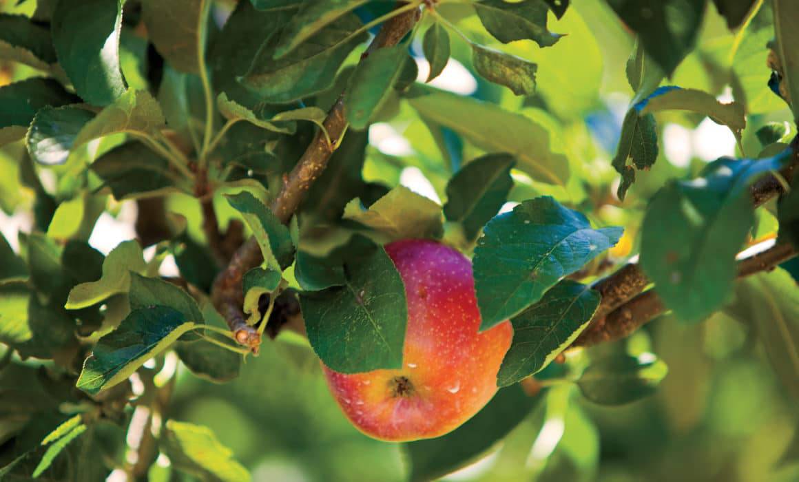 A red apple is growing on a tree in the Agriculture Industry of Washington State.