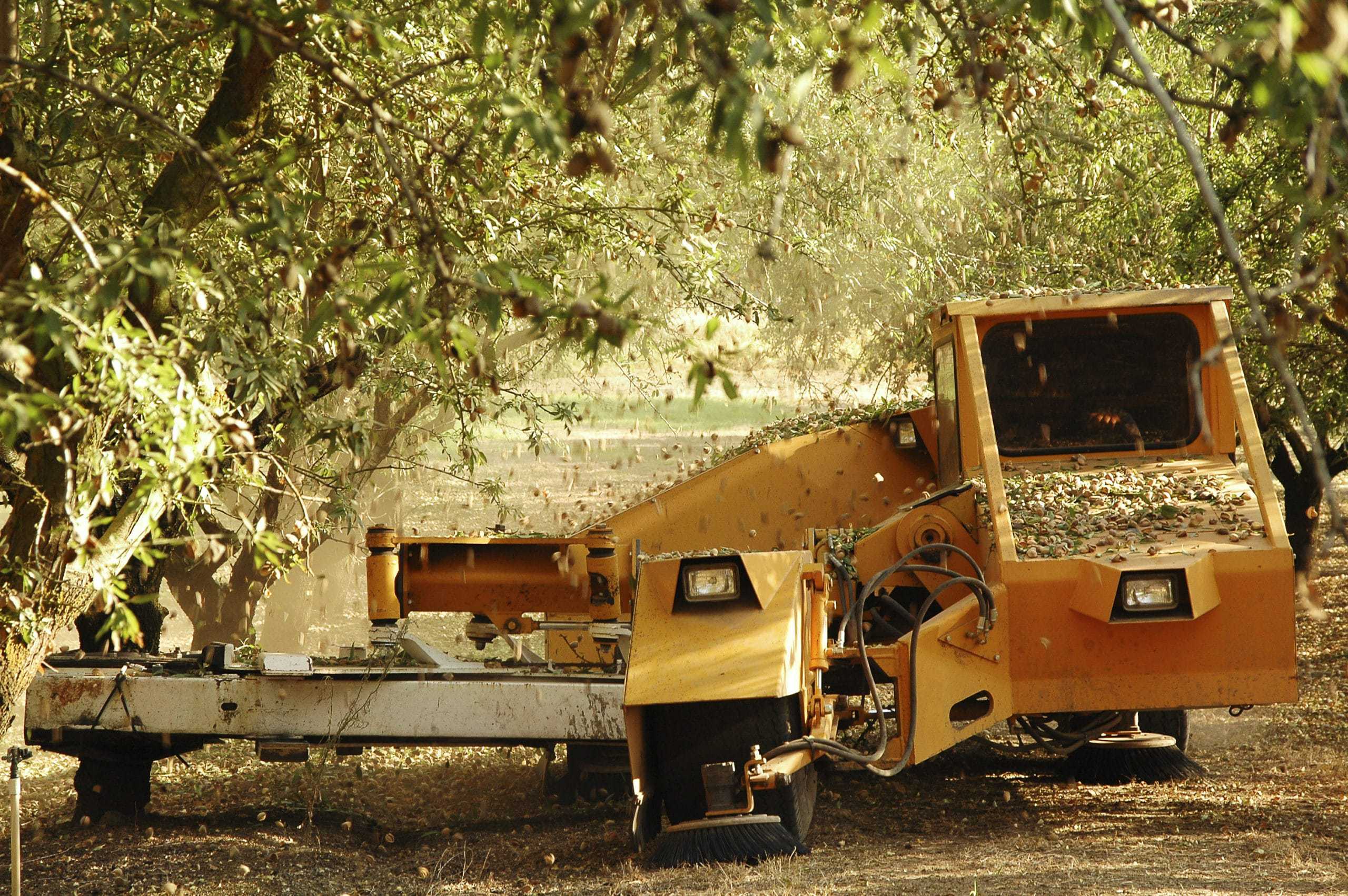 Record Breaking Harvest for California Nut Growers AgAmerica