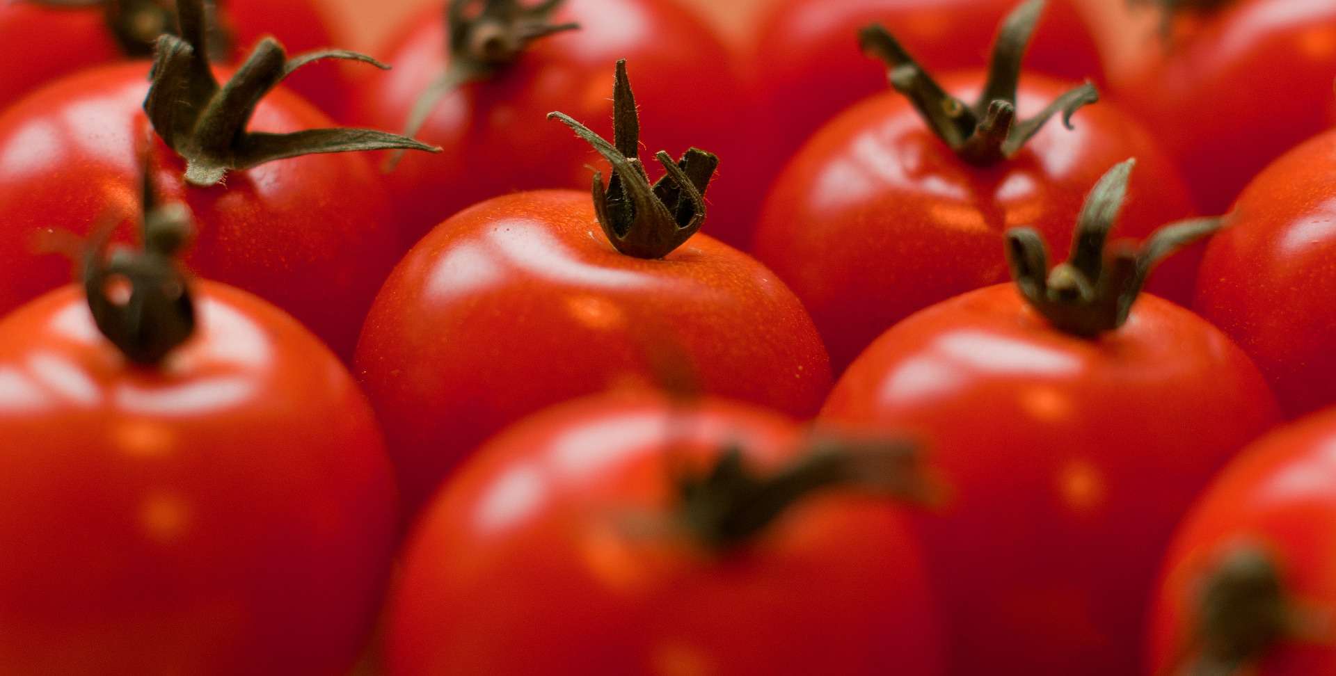 A close up of a bunch of red tomatoes at a tomato farm.