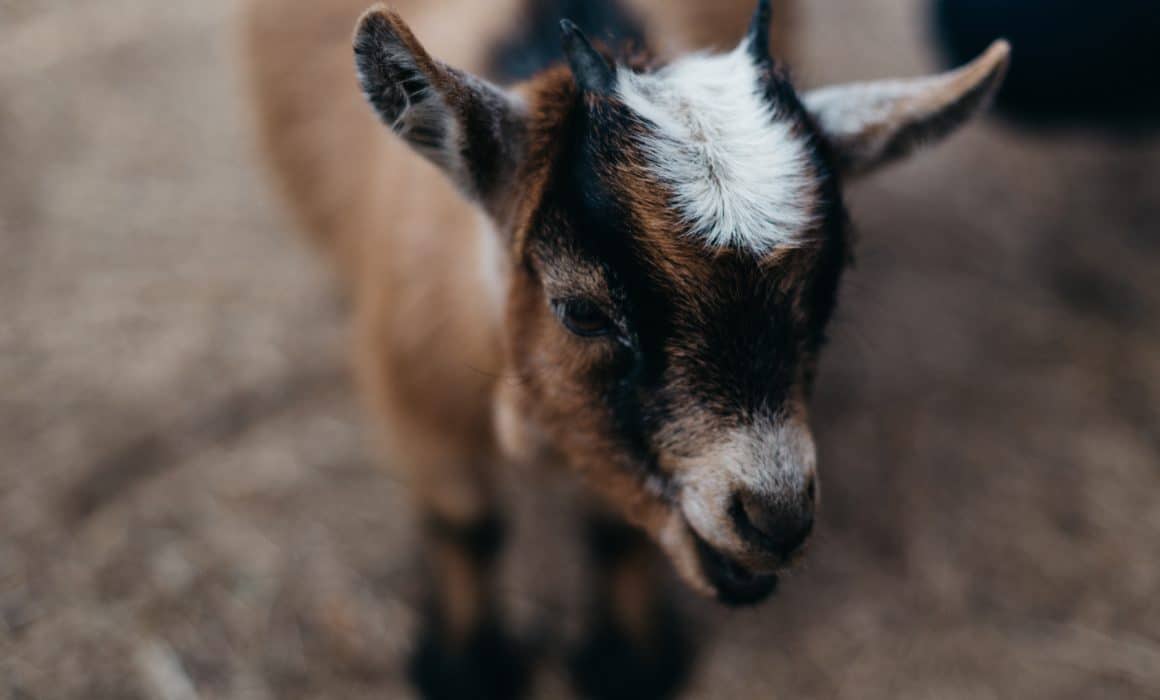 A close up of a baby goat looking at the camera, highlighting its adorable features.