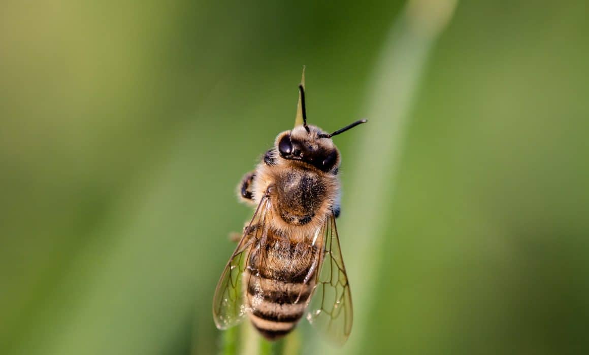 A honey bee is sitting on top of some grass, acting as a pollinator in an agricultural setting.
