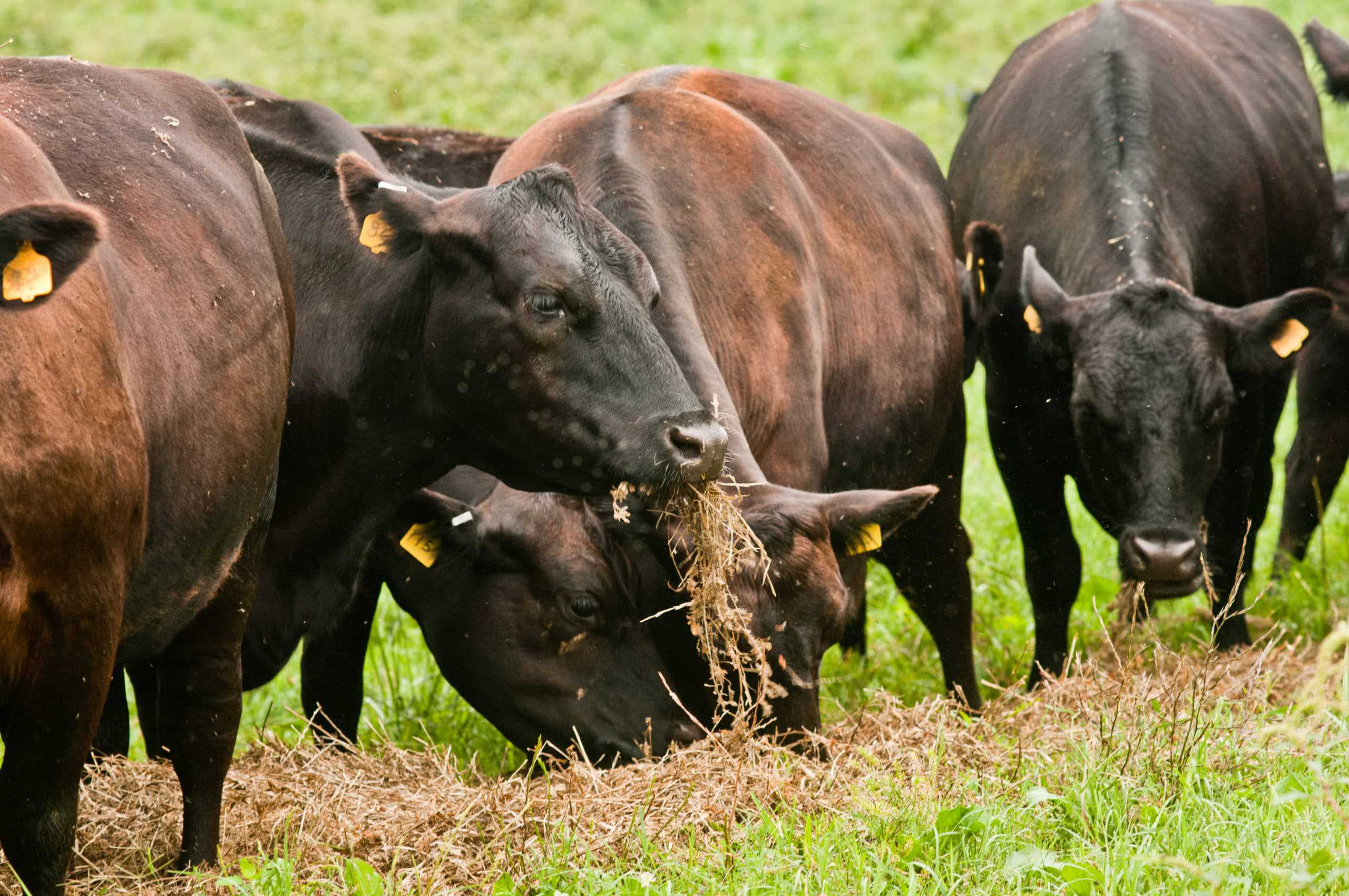 A group of award-winning cows grazing in a sustainable agriculture field.