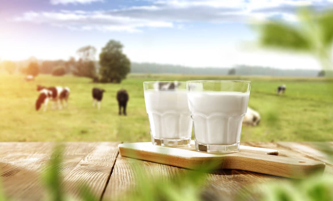 Two glasses of milk on a wooden table with cows in the background, highlighting the Dairy industry statistics during National Dairy Month.