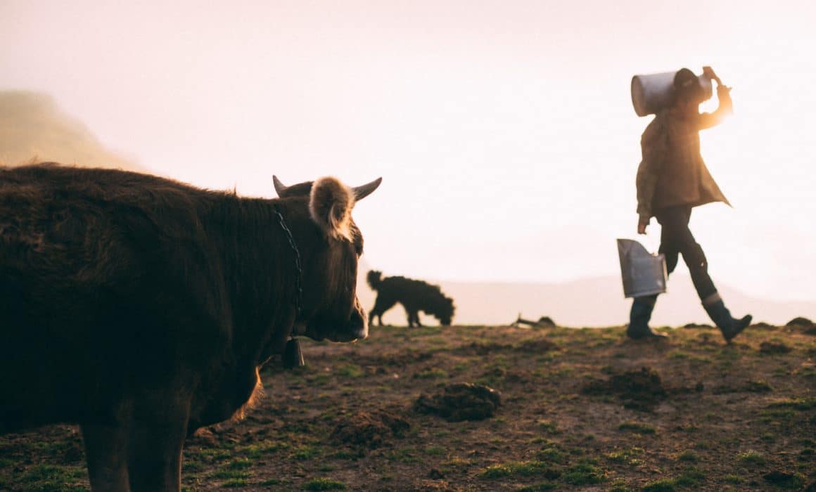 A woman is walking with a cow on a hill, highlighting the beauty of non-milk products in the midst of the industry's fight back against the war on dairy.