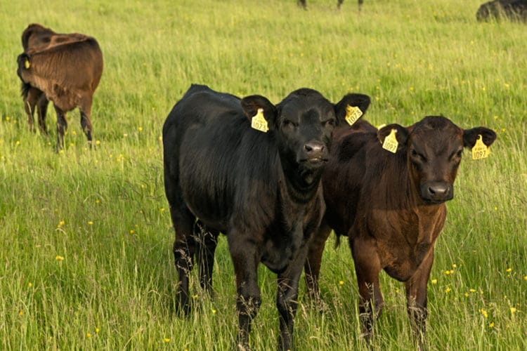 Cattle in a green pasture.