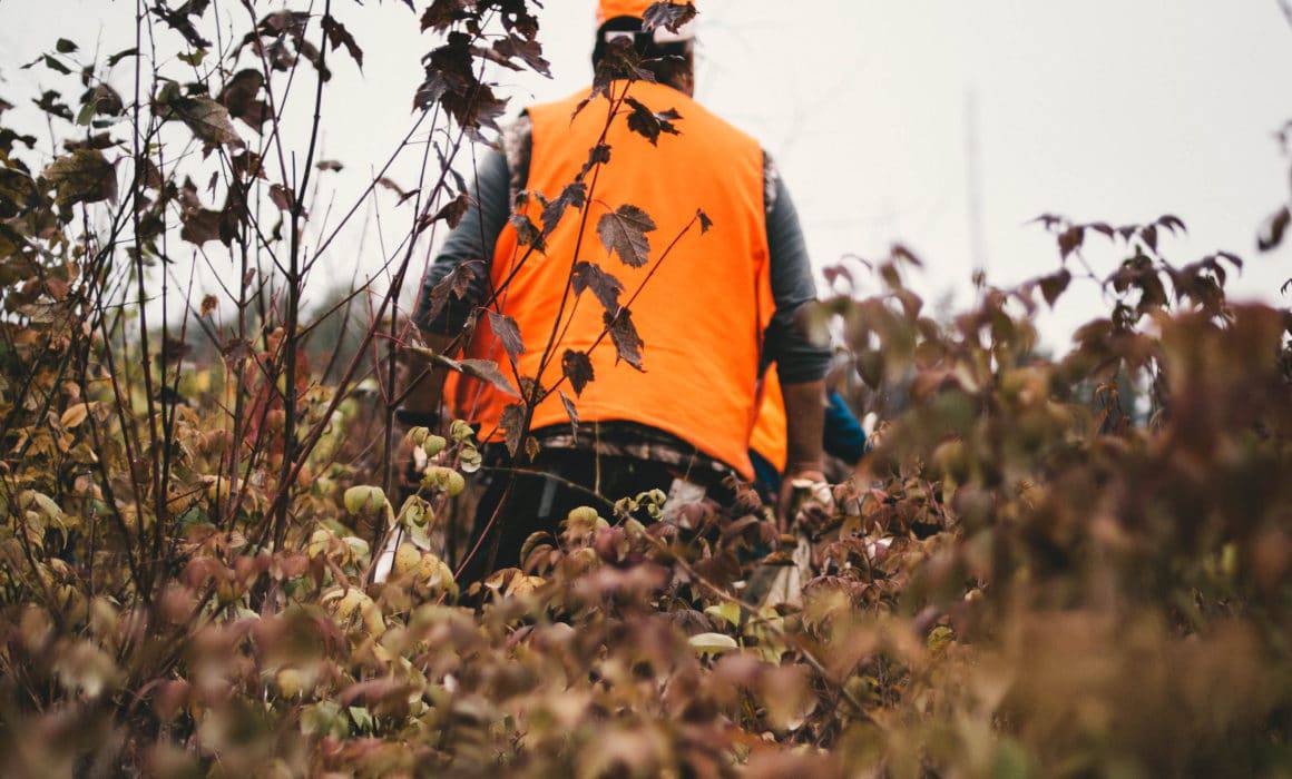 A recreational landowner in an orange vest walking through bushes.
