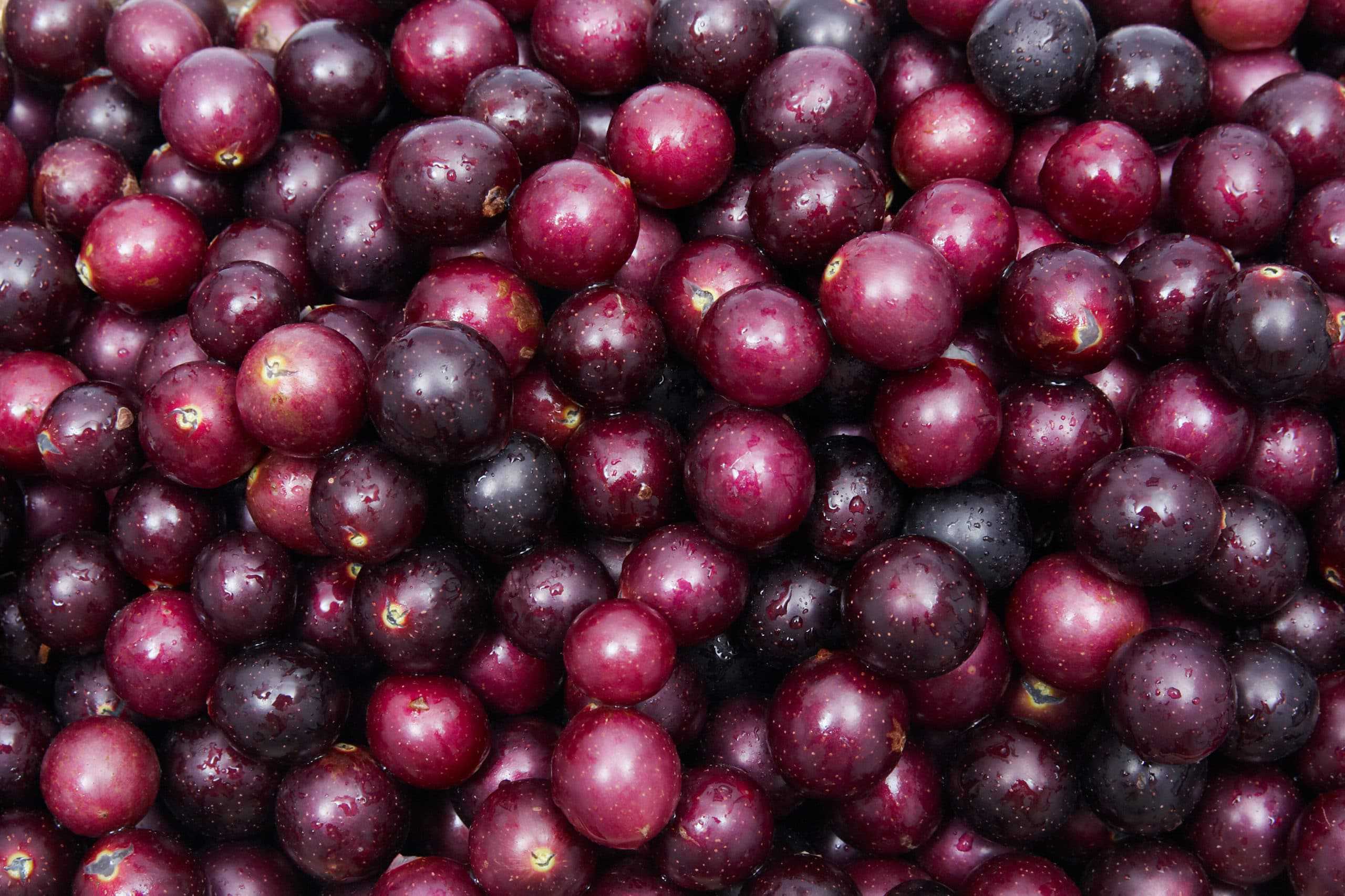 A pile of red coffee beans.
