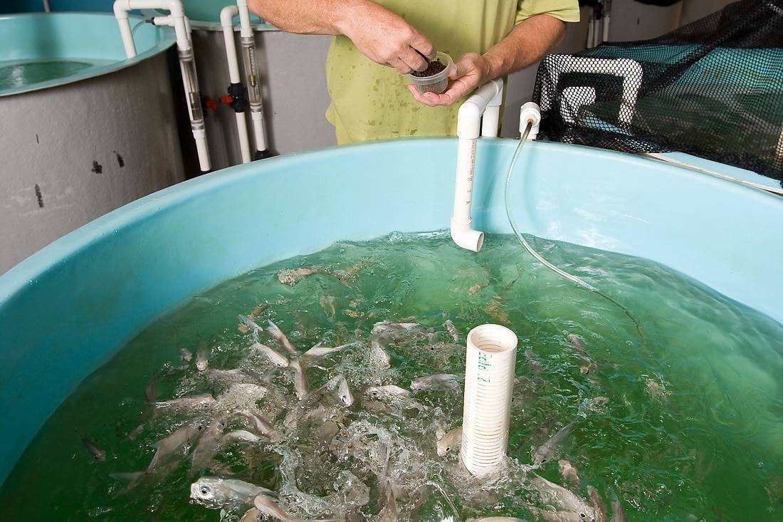 florida-aquaculture-a-look-at-farm-raised-fish-agamerica