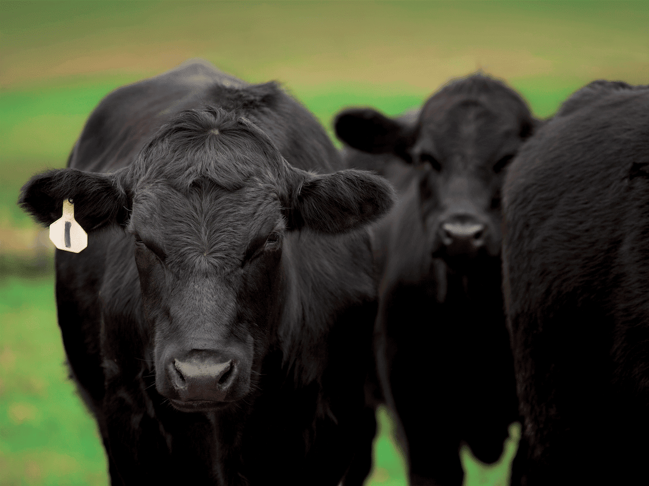 Black angus cattle.