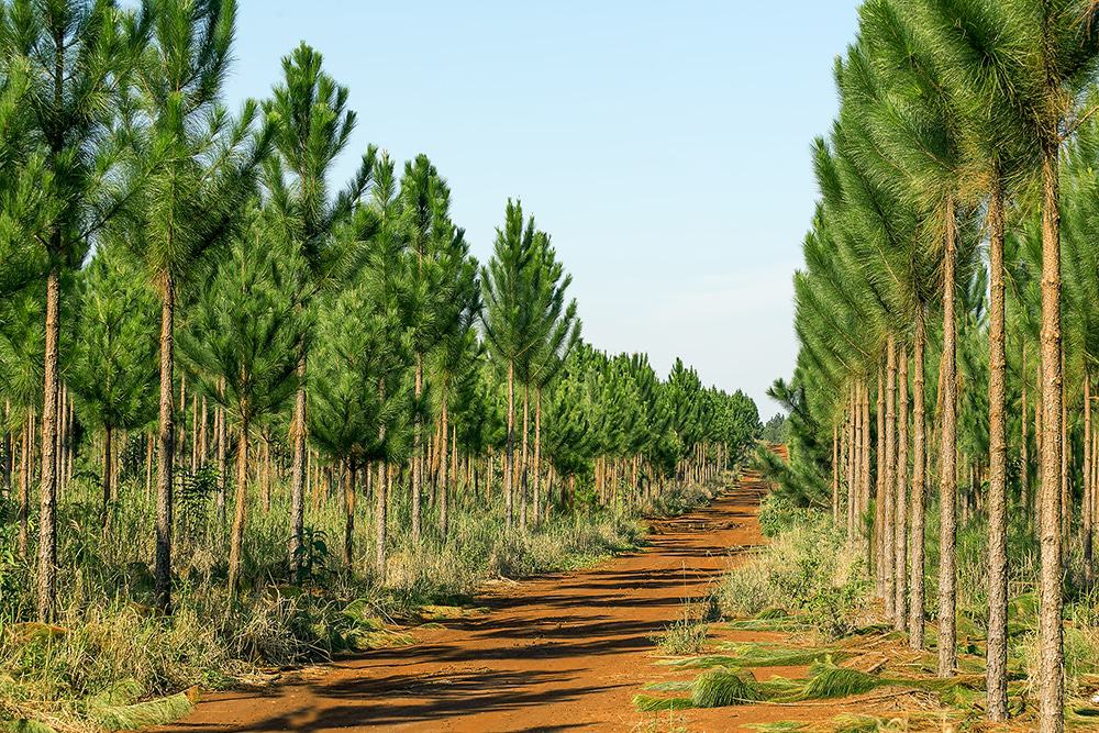 A dirt road lined with pine trees in AgAmerica.