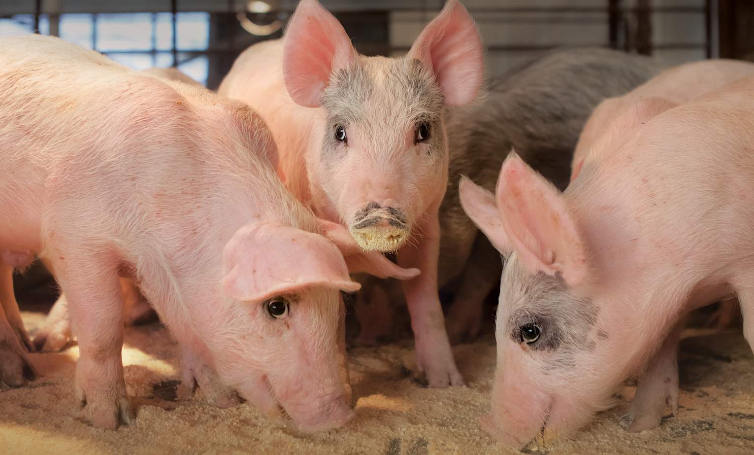 Swine Industry and Custom Swine Farm Loans AgAmerica