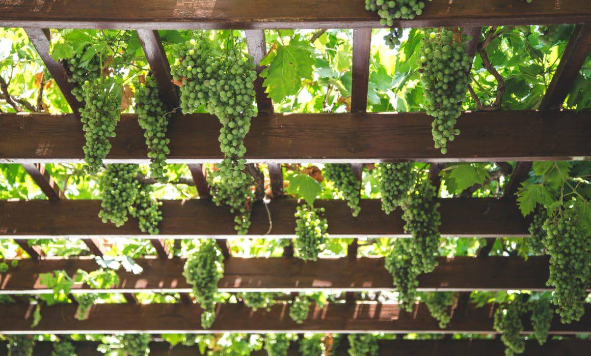 green grapes in a vineyard
