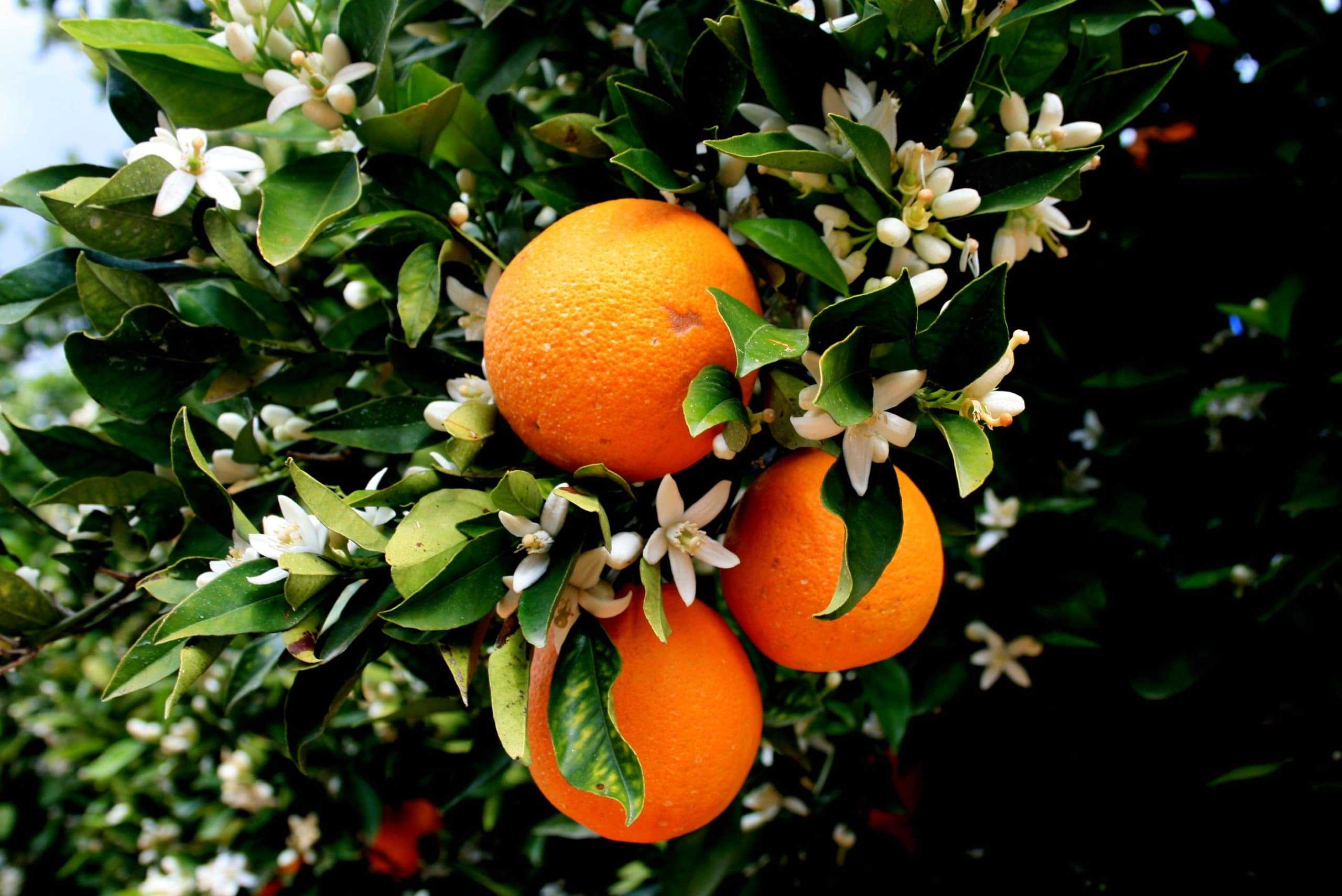 oranges hanging on a green tree