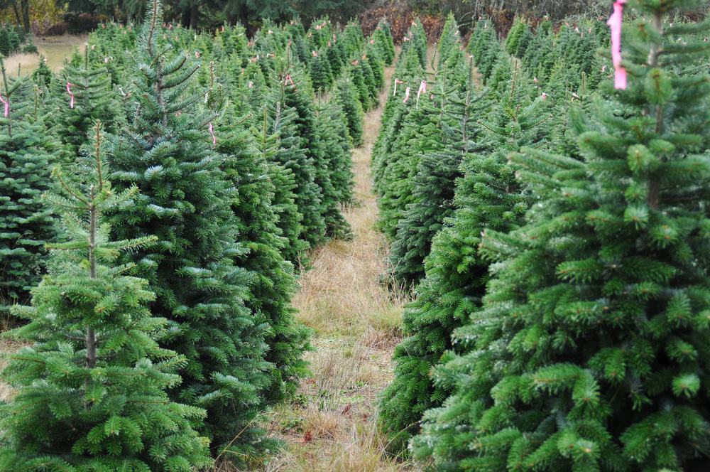 Northeastern Christmas tree farm.