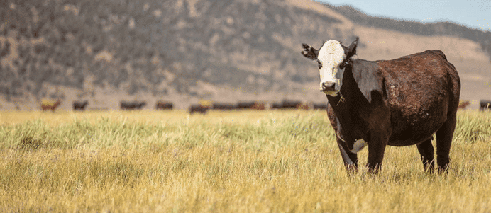 A cow standing in a field with mountains in the background, surrounded by serene cow calf operations.