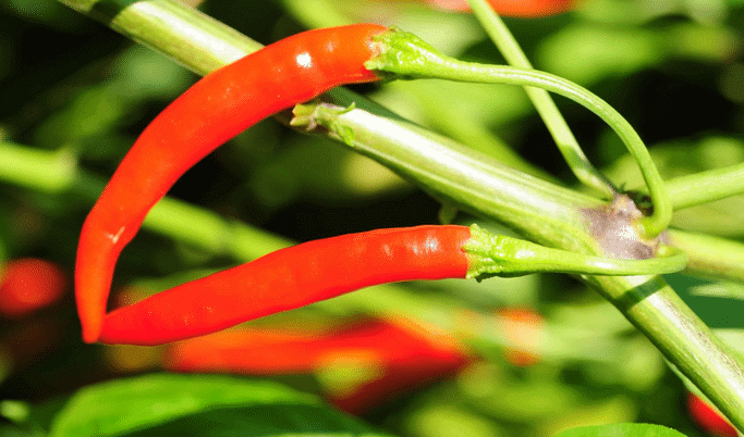 Two red chili peppers growing on a small farm plant.