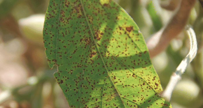 A close up of a leaf with brown spots in Alabama.