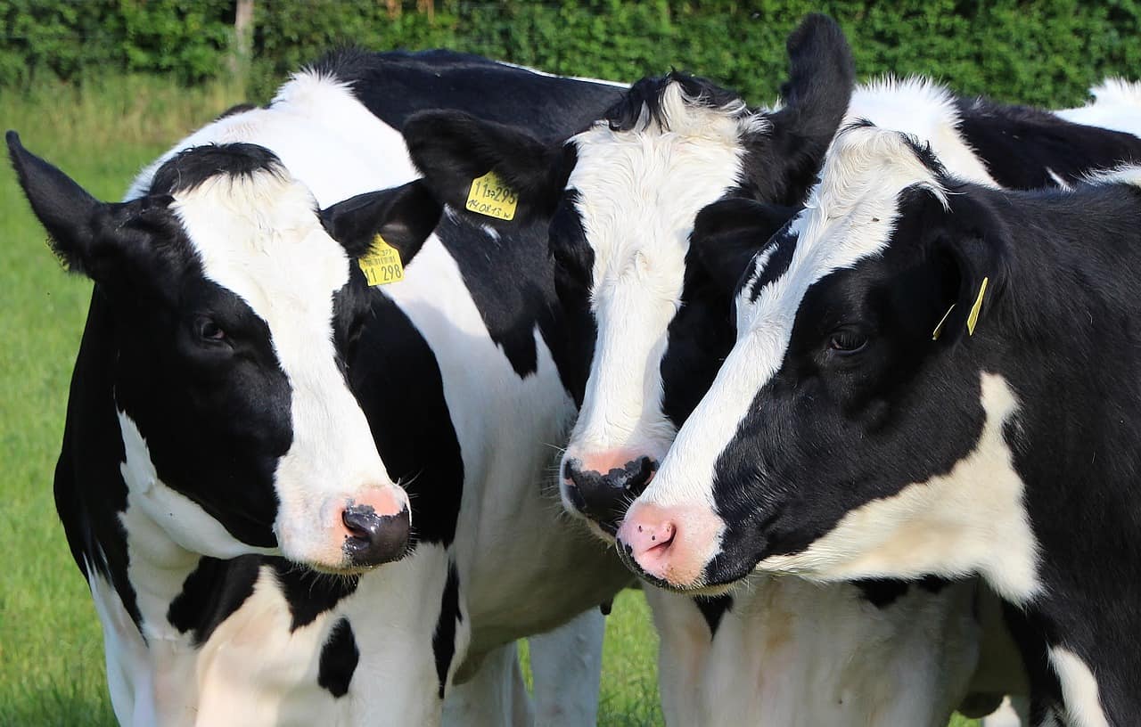 black and white cows